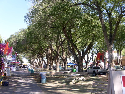 [Large mature fully-leafed trees in a row down the road. Each has a single trunk which then branches in several directions about six foot in the air.]